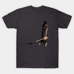 White tailed Eagle T-Shirt